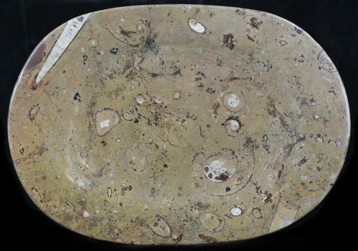 / Fossil Orthoceras & Goniatite Plate - Stoneware #36353